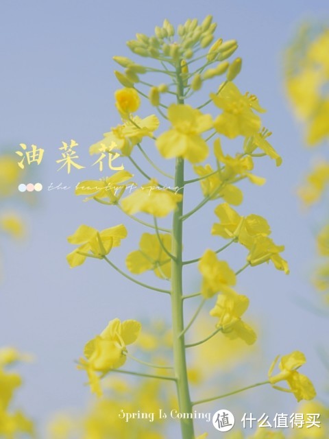 再见啦，油菜花