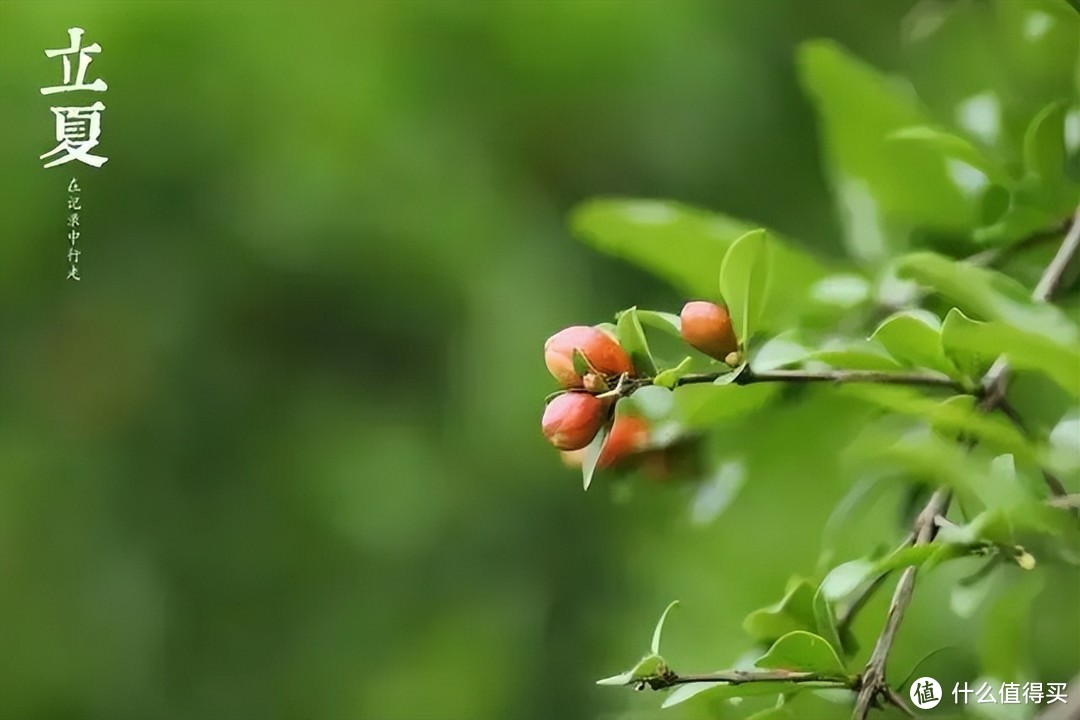 明日立夏，除吃立夏蛋外，这4种食物记得吃，顺应时节，安然度夏