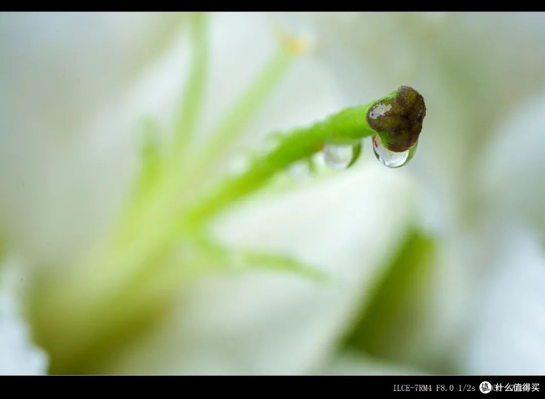 适马105mm f2.8微距镜头测评