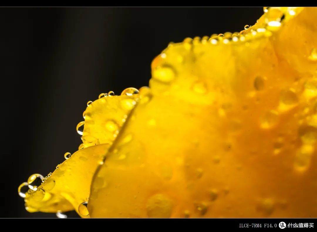 适马105mm f2.8微距镜头测评