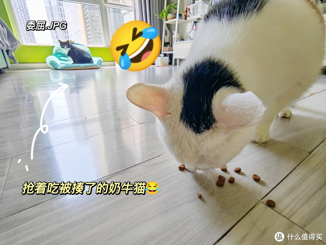 终结挑食猫，我要按头安利这款猫粮了！！！