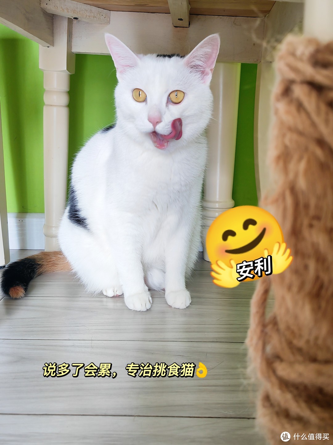 终结挑食猫，我要按头安利这款猫粮了！！！