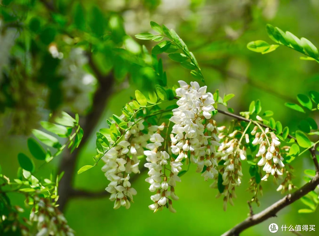 五月槐花香，抓紧时间尝尝这口鲜，槐花的保存和N种吃法。（赶不上就收藏了明年吃）