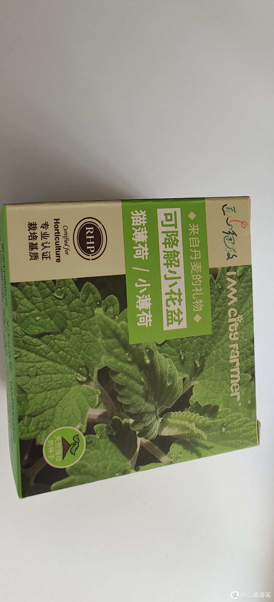 猫の毒物？猫咪的兴奋剂/养一颗猫薄荷/IAMCity Farmer花盆猫咪猫草四季儿童种植小盆栽