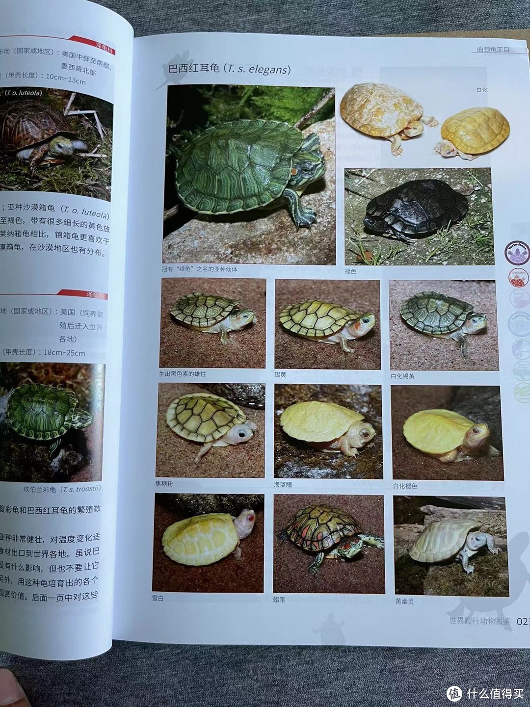 各种各样的小乌龟
