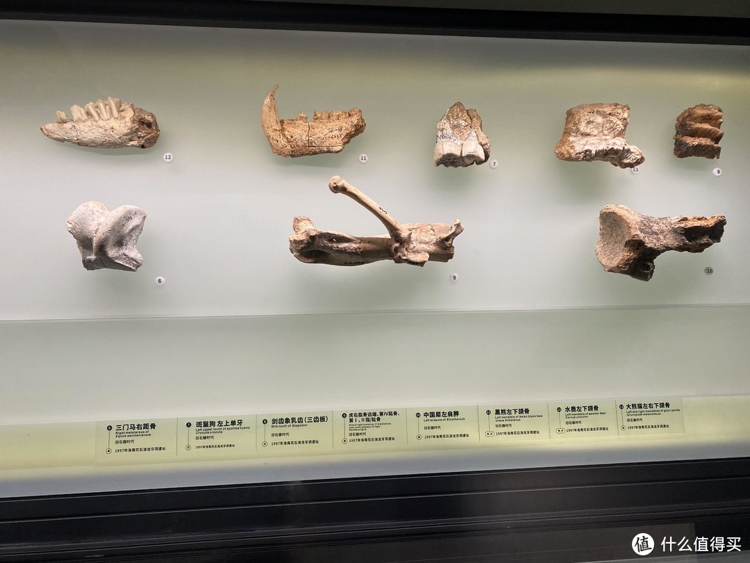 陕西境内远古遗址中发掘的古生物化石