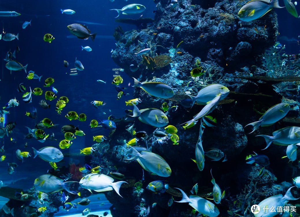 二手水族用品的选择：鱼缸篇