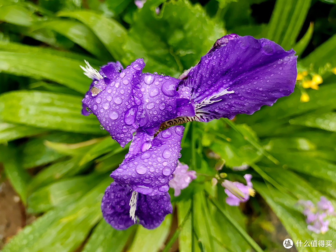 从X20升级到iQOO的雨后手机摄影体验