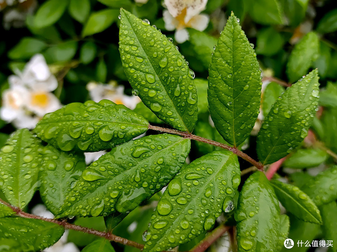 从X20升级到iQOO的雨后手机摄影体验