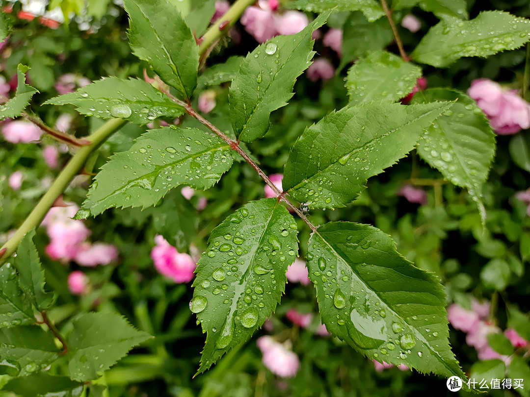 从X20升级到iQOO的雨后手机摄影体验