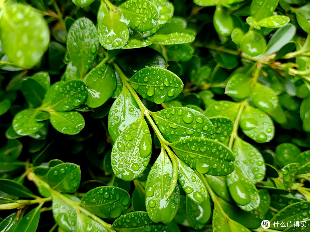 从X20升级到iQOO的雨后手机摄影体验