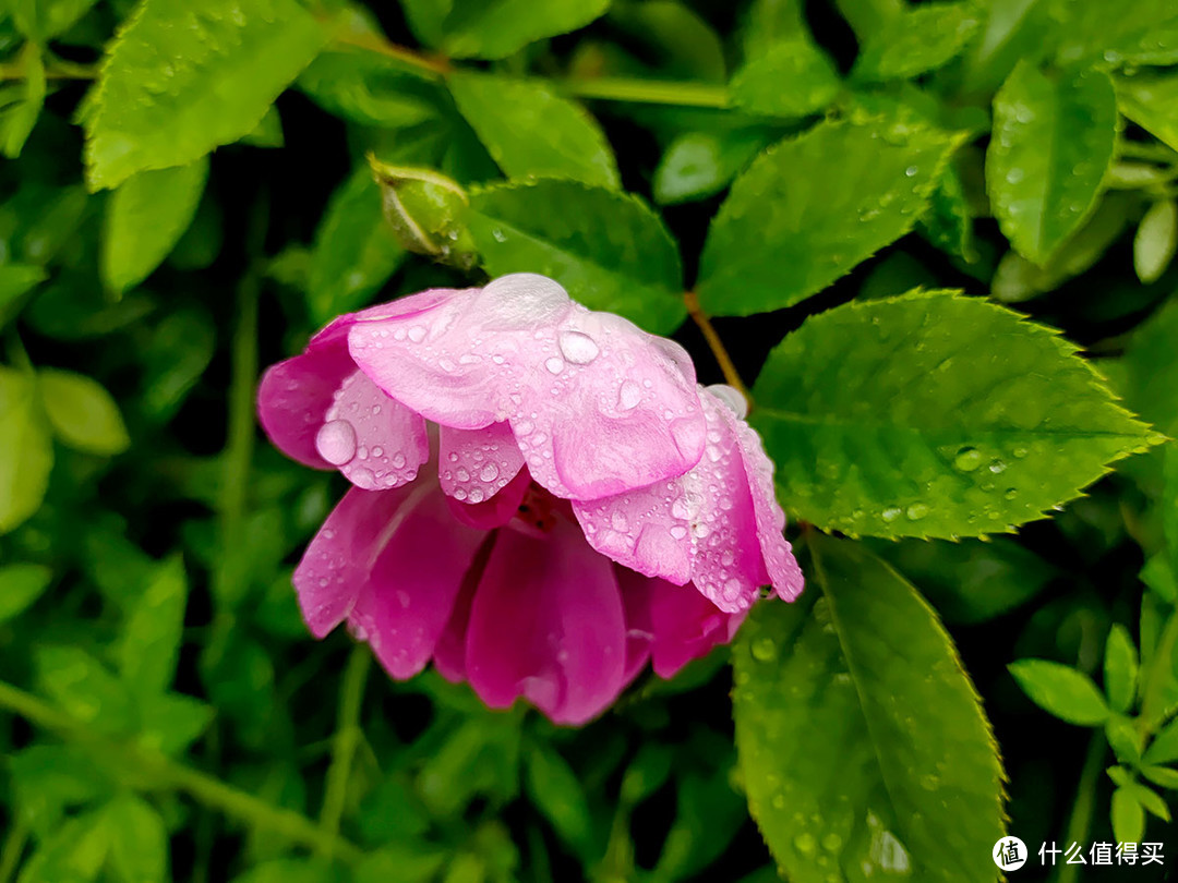 从X20升级到iQOO的雨后手机摄影体验