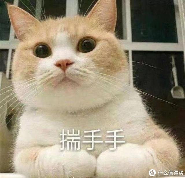 小猫举手表情包图片