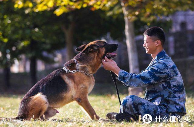 德国牧羊犬是奥斯卡“民选”ying帝，你认识“Rin Tin Tin”吗？