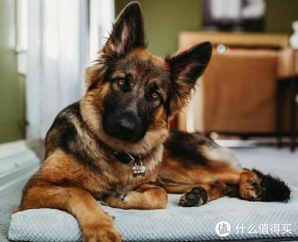 德国牧羊犬是奥斯卡“民选”ying帝，你认识“Rin Tin Tin”吗？