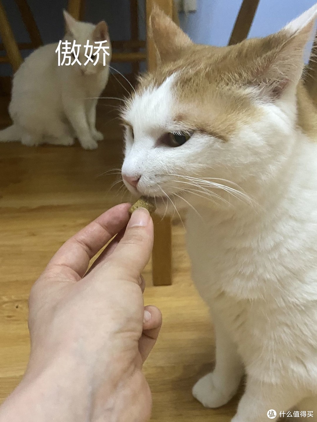 想要“伺候”好挑食小猫咪，赶紧看这里！