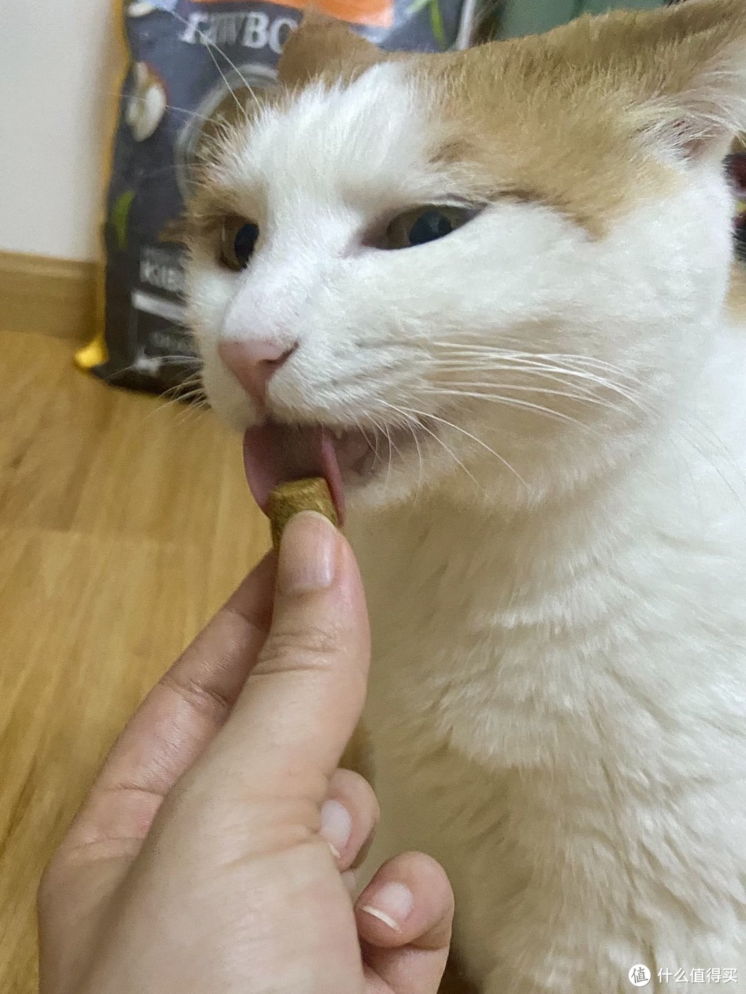 想要“伺候”好挑食小猫咪，赶紧看这里！