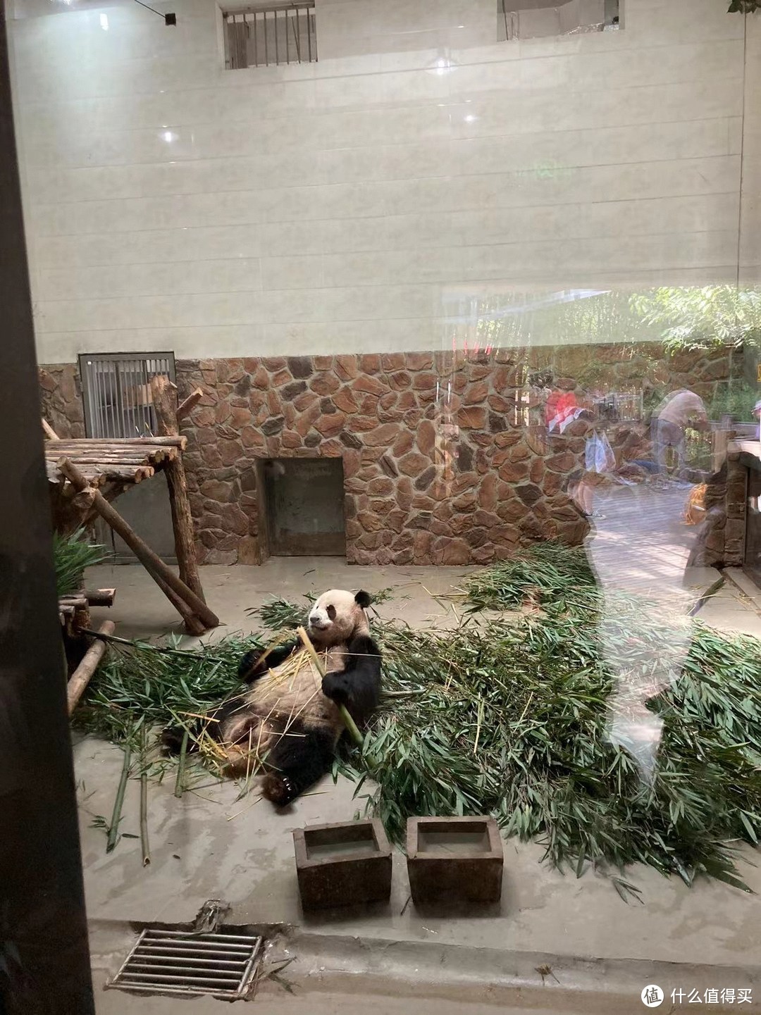 熊猫基地内的大熊猫