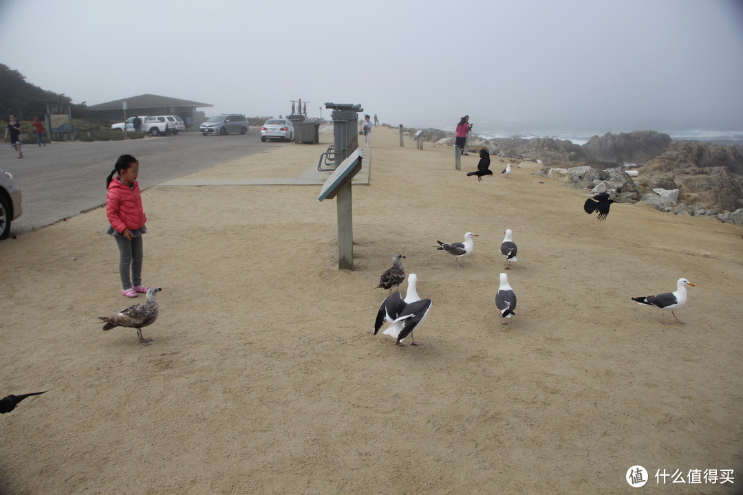 17里湾的各种海鸟