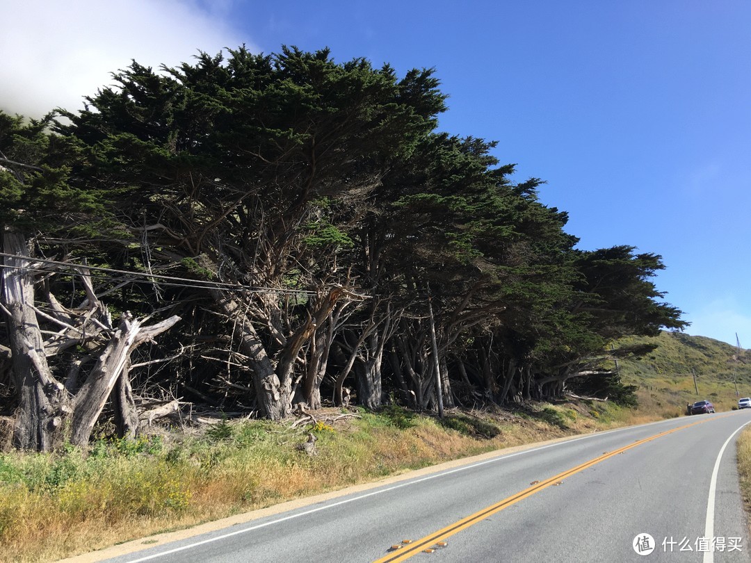 加州1号公路沿线的古树