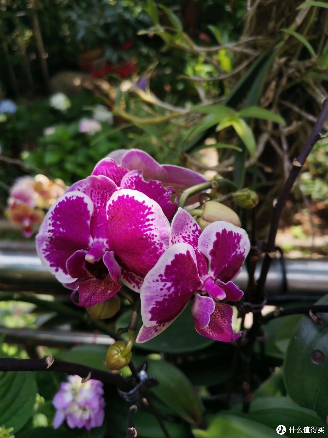 晒一下春日里面院子里面的花花草草--蝴蝶兰篇