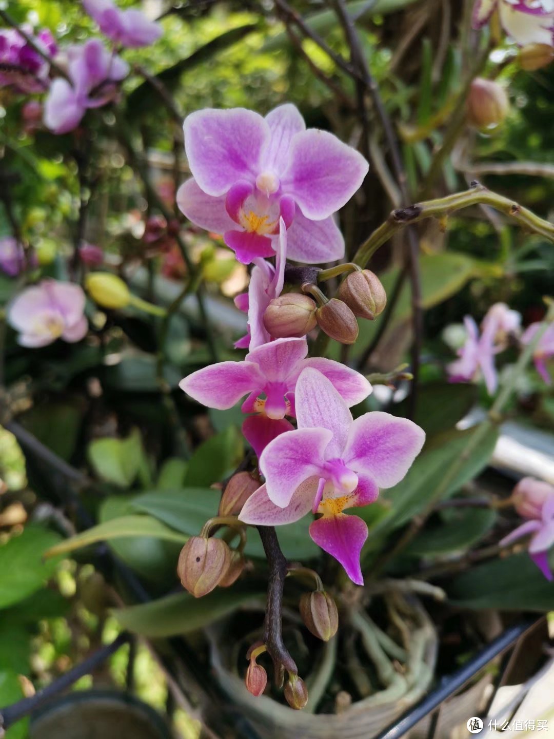 晒一下春日里面院子里面的花花草草--蝴蝶兰篇