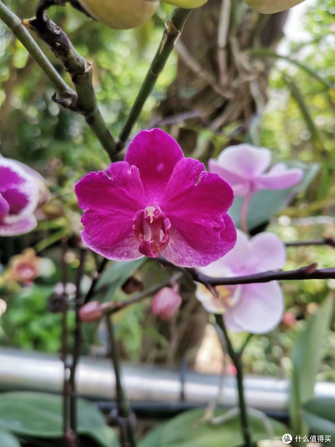 晒一下春日里面院子里面的花花草草--蝴蝶兰篇