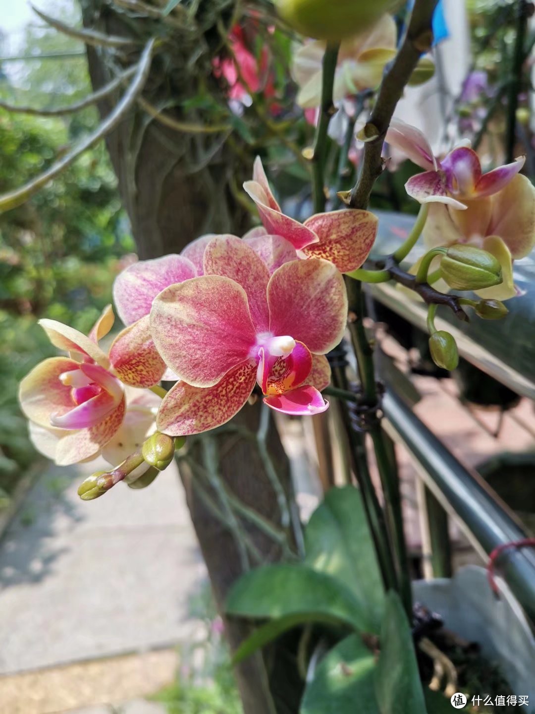 晒一下春日里面院子里面的花花草草--蝴蝶兰篇