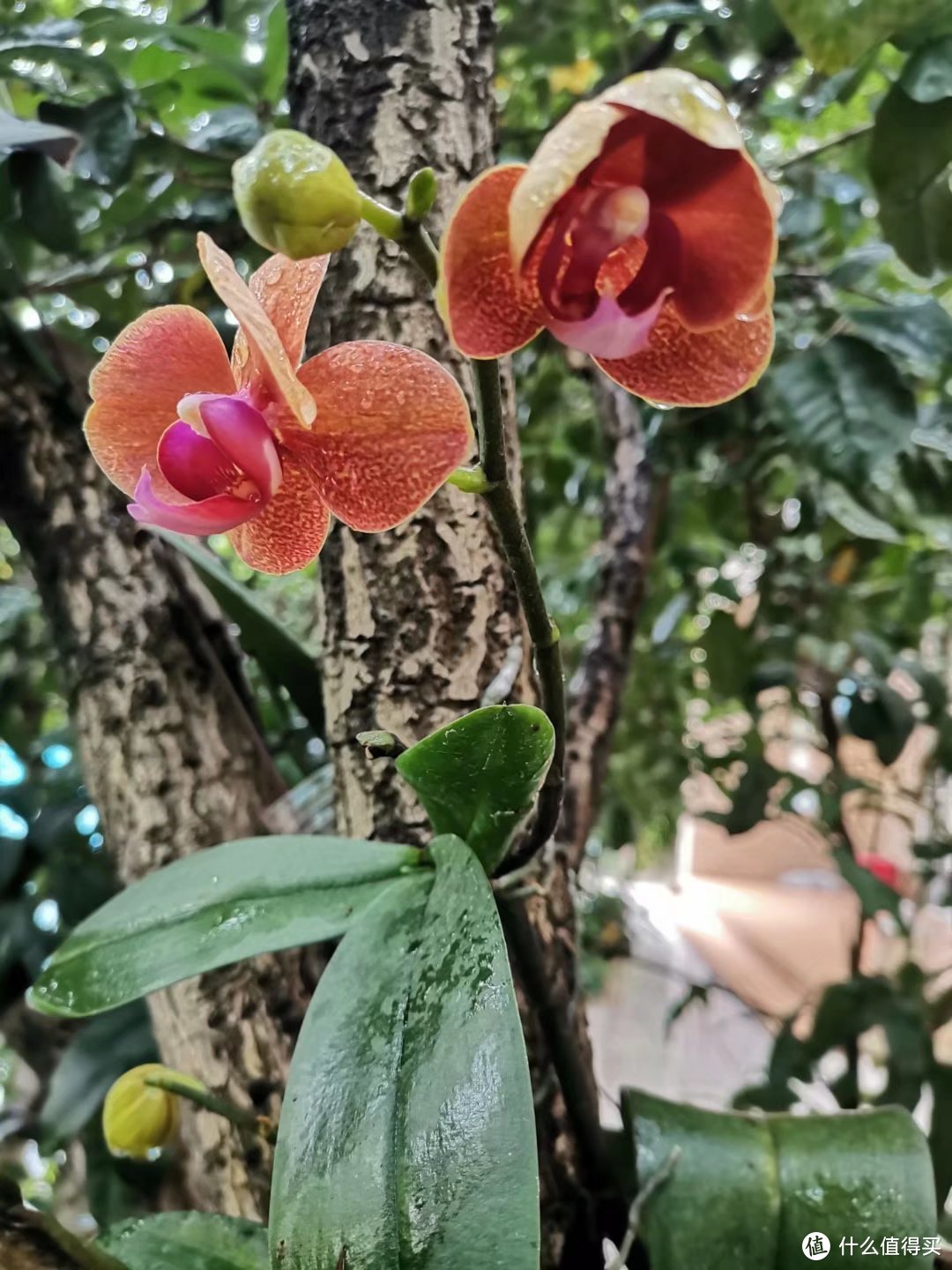 晒一下春日里面院子里面的花花草草--蝴蝶兰篇