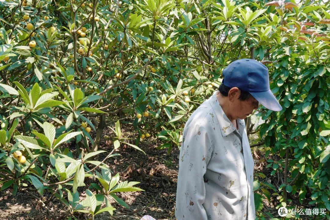 初夏不抓紧来这座古镇，真的会可惜！