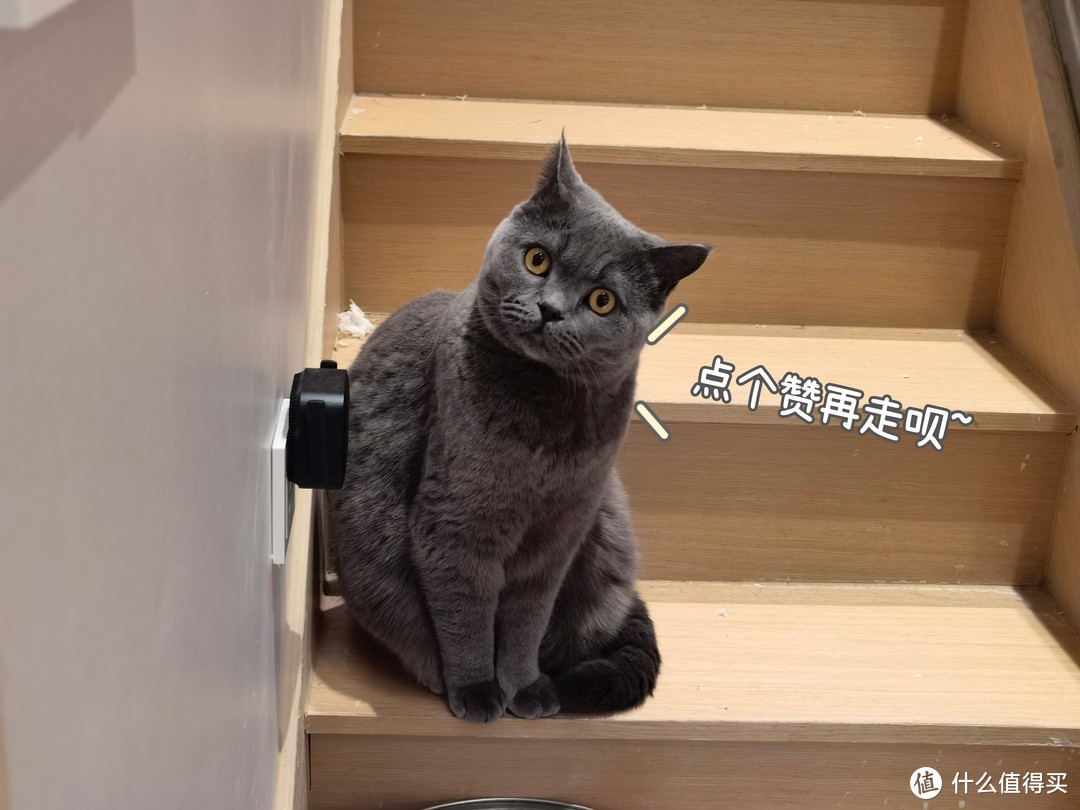 养猫很麻烦？新手养猫都需要准备些什么？这些养宠好物大大提升养宠幸福感！