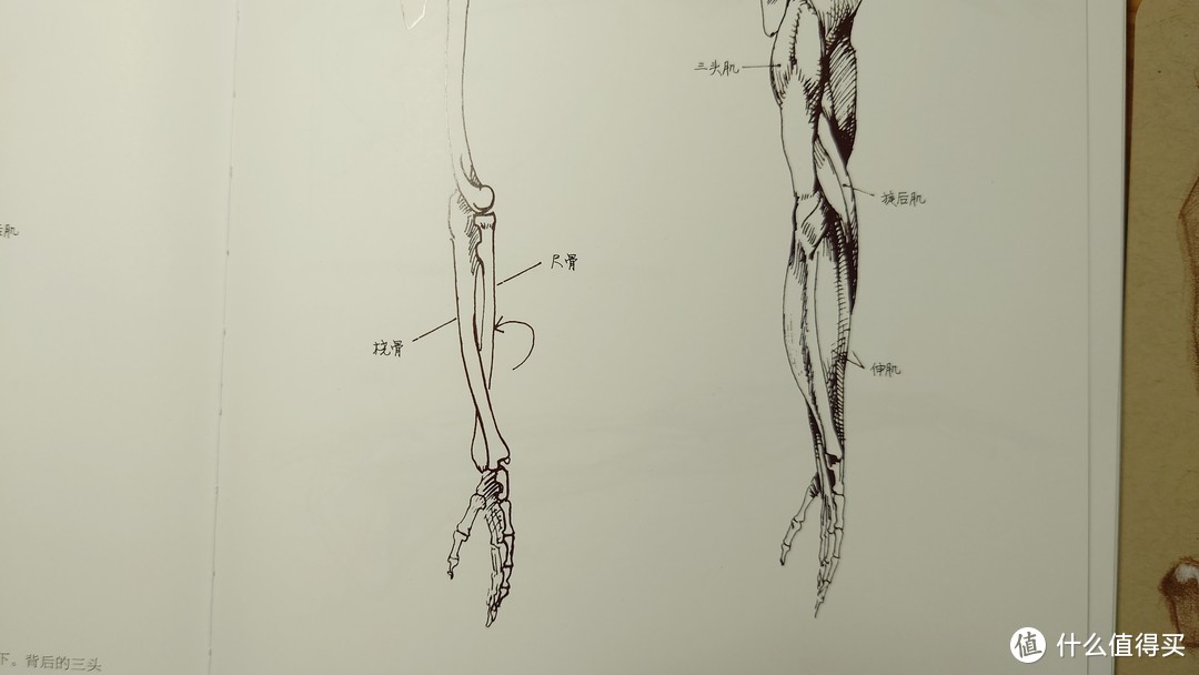 手肘骨骼与肌肉示意图