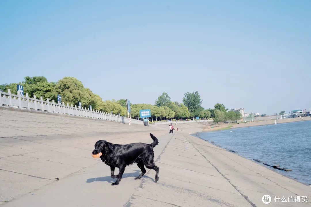 刚从长江里游完泳的小狗狗