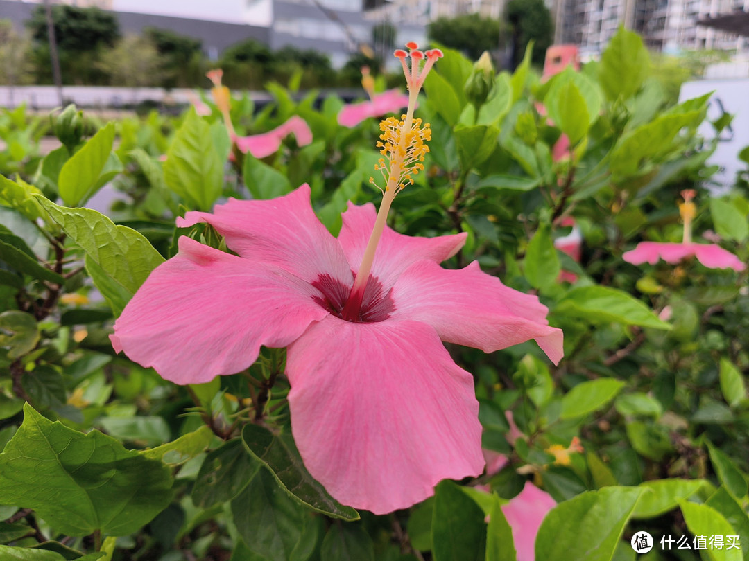 轻薄旗舰再进化，OPPO Reno8 Pro+ 解锁极致「双芯」新体验