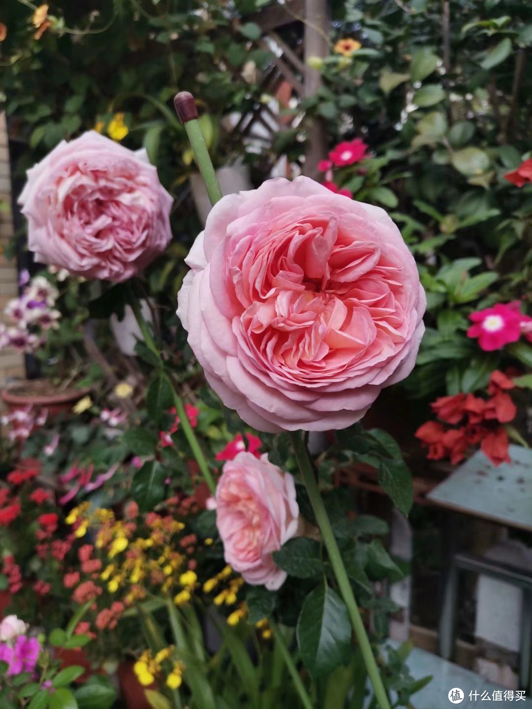 晒一下春日里面院子里面的花花草草--杂花篇