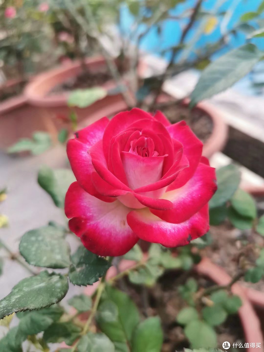 晒一下春日里面院子里面的花花草草--杂花篇