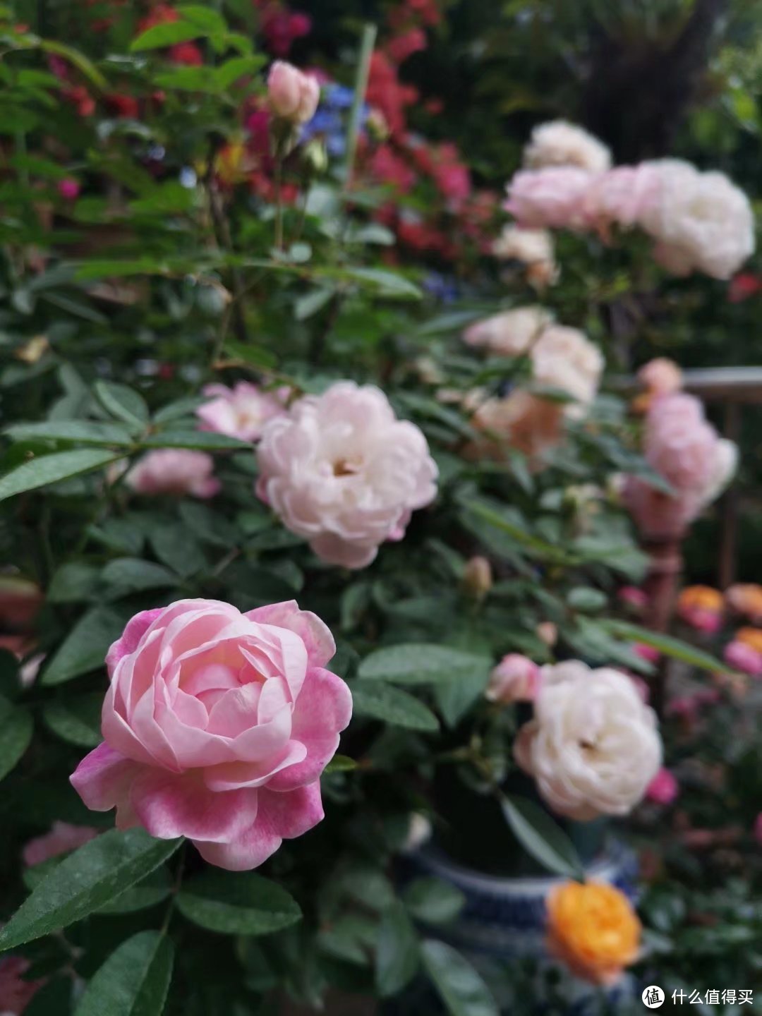 晒一下春日里面院子里面的花花草草--杂花篇