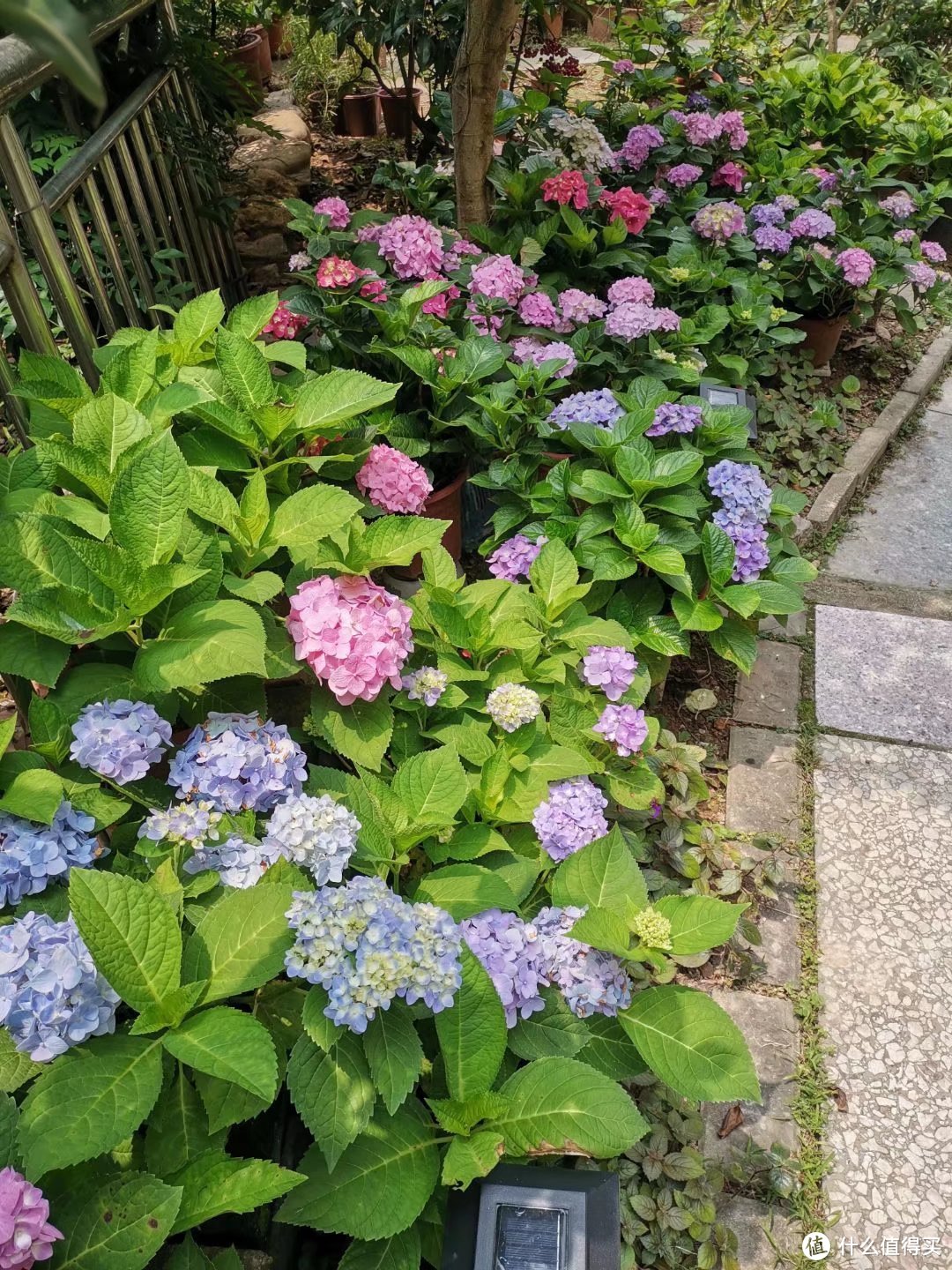 晒一下春日里面院子里面的花花草草--杂花篇