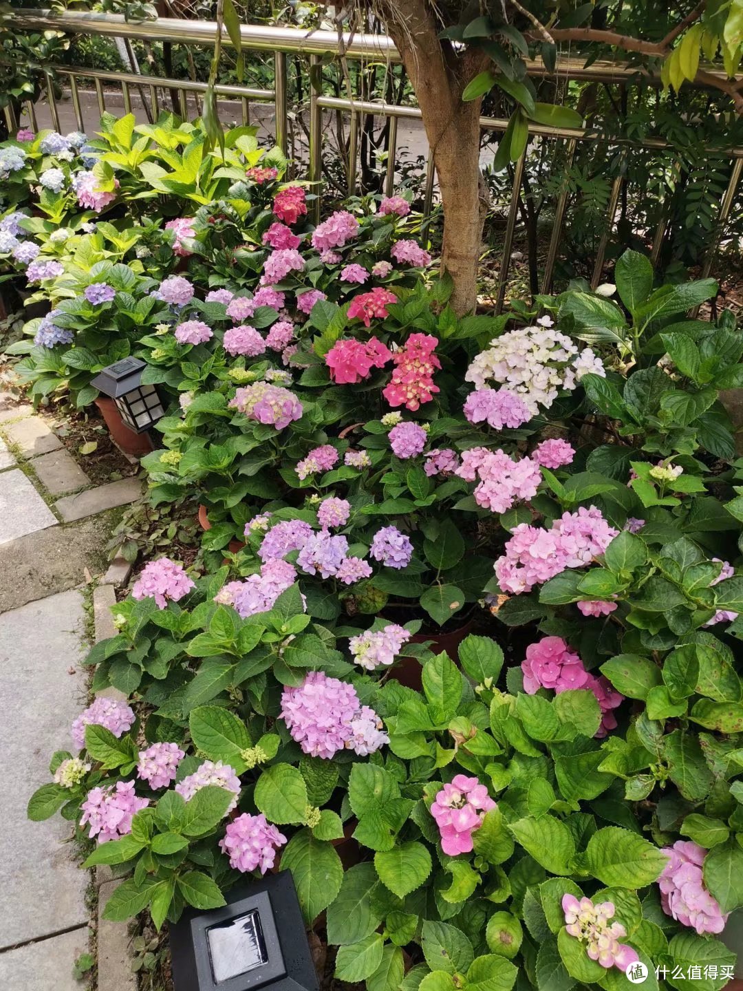 晒一下春日里面院子里面的花花草草--杂花篇