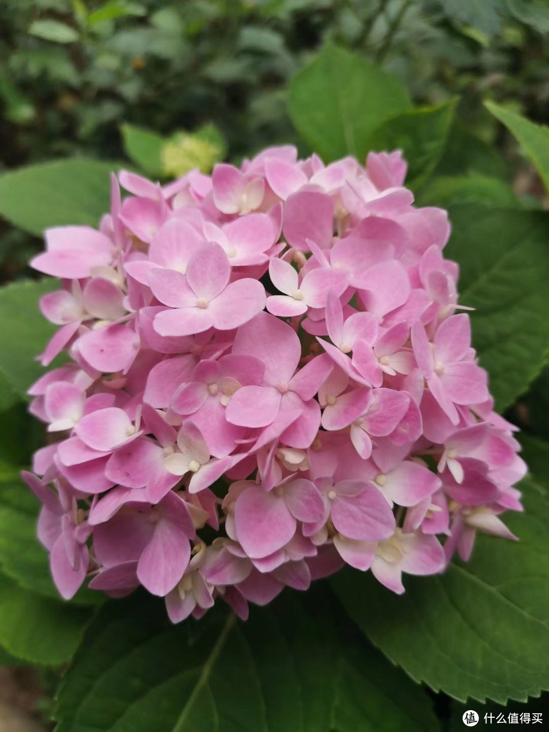 晒一下春日里面院子里面的花花草草--杂花篇