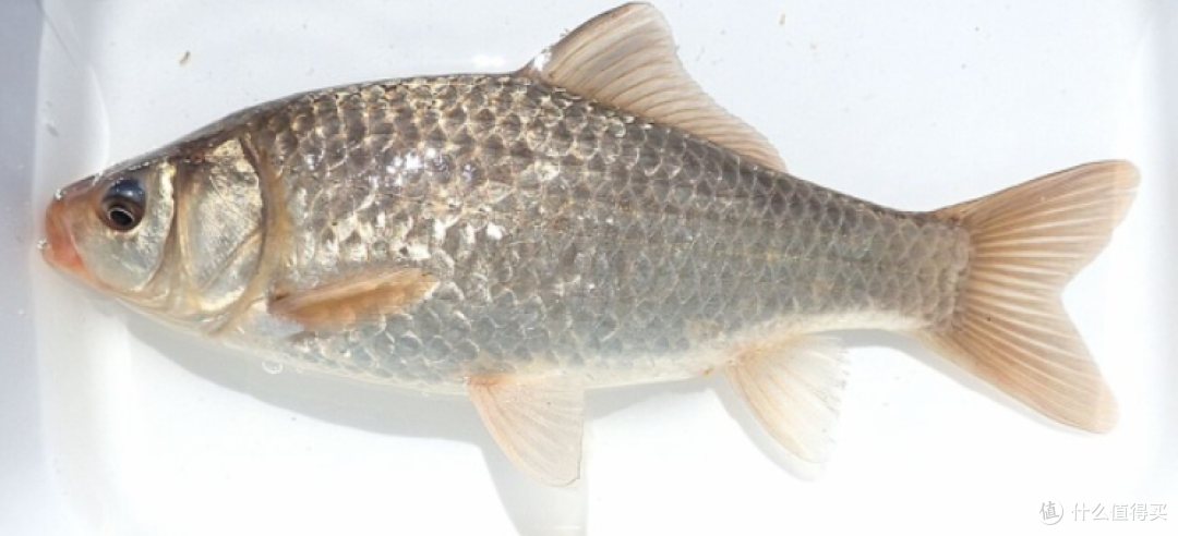 你知道鲫鱼有几种,哪种最好吃,怎么做才不怕鱼刺?养鱼佬为你解密