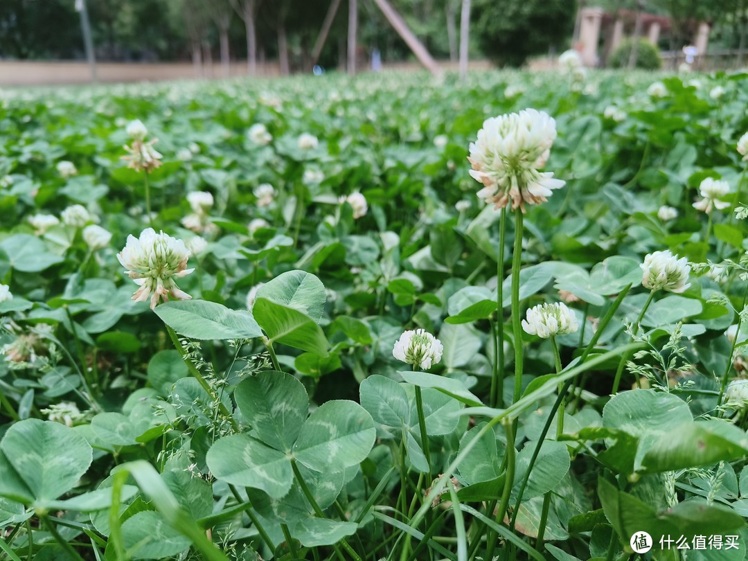 可能是618最火的中端手机——一加ACE个人体验评测