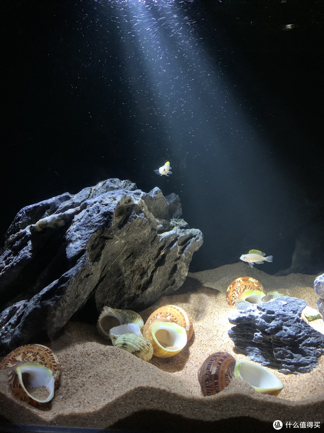 我的懒人鱼缸：①灯光系统