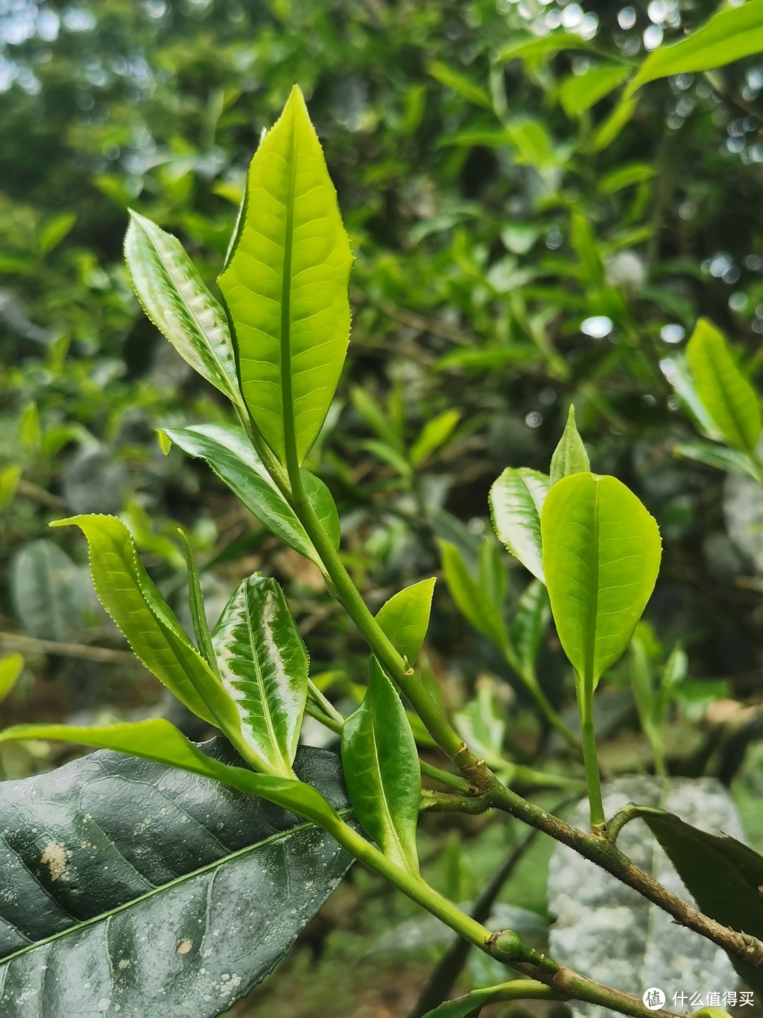 老班章古树鲜叶形态，一般梗会比较长