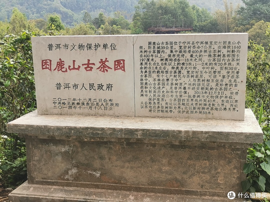 困鹿山古茶园简介