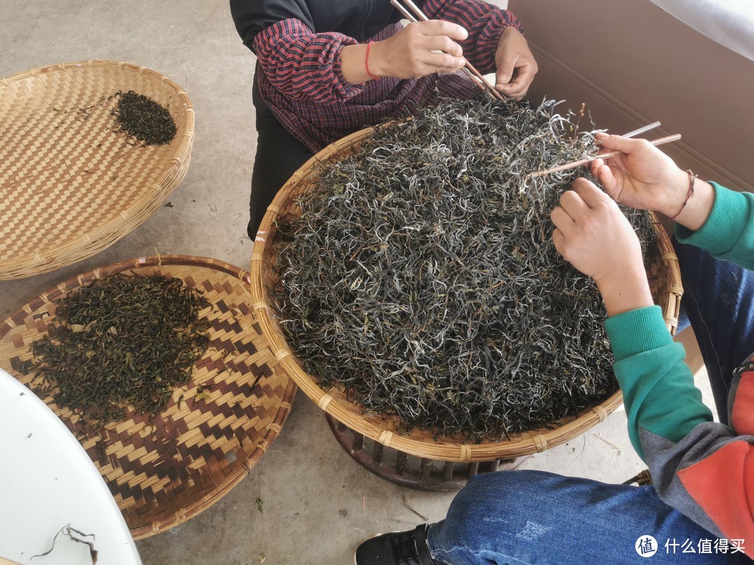 亚练茶农在手工挑拣“黄片”