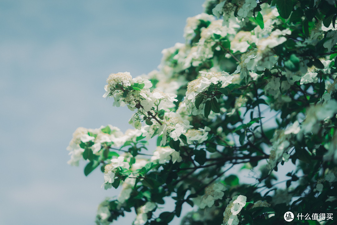 索尼微单镜头除了橙标 G 大师外，这个蓝标也不容忽视：Batis 85mm f1.8