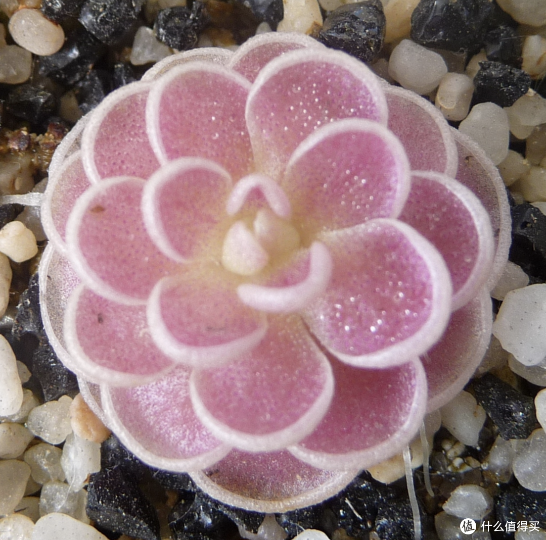 Pinguicula "El Mirador"埃尔米多拉捕虫堇，容易上色 作者：超古代触手怪