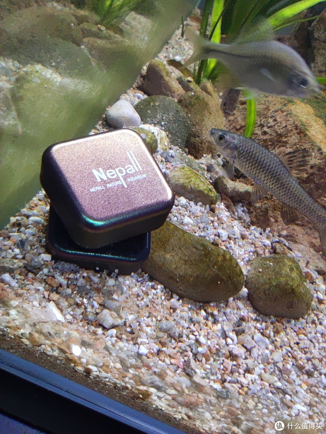 开箱一个小玩意——鱼缸磁力刷，精致小巧，再顺便介绍一下我家的小动物