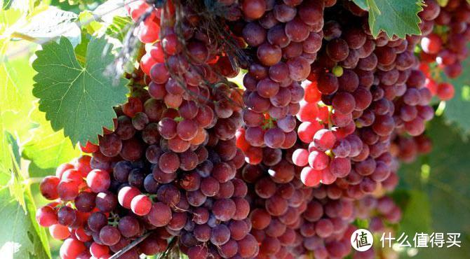 Moscato莫斯卡托是葡萄界里最芳香的葡萄品种，也叫“麝香”葡萄